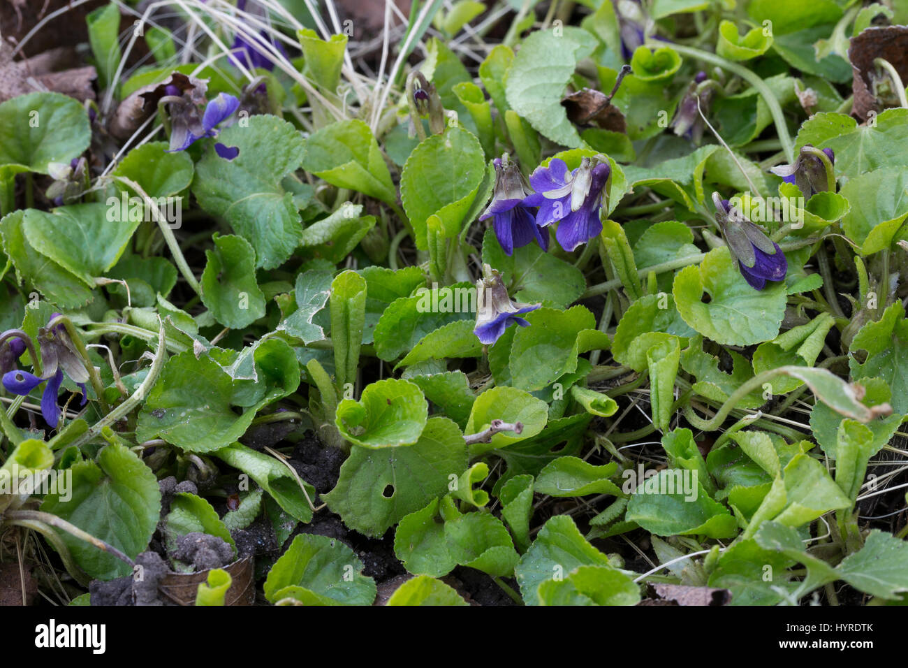 Märzveilchen, März-Veilchen, Duftveilchen, Wohlriechendes Veilchen, Viola odorata, viola mammola, inglese viola, viola comune, giardino viola Foto Stock
