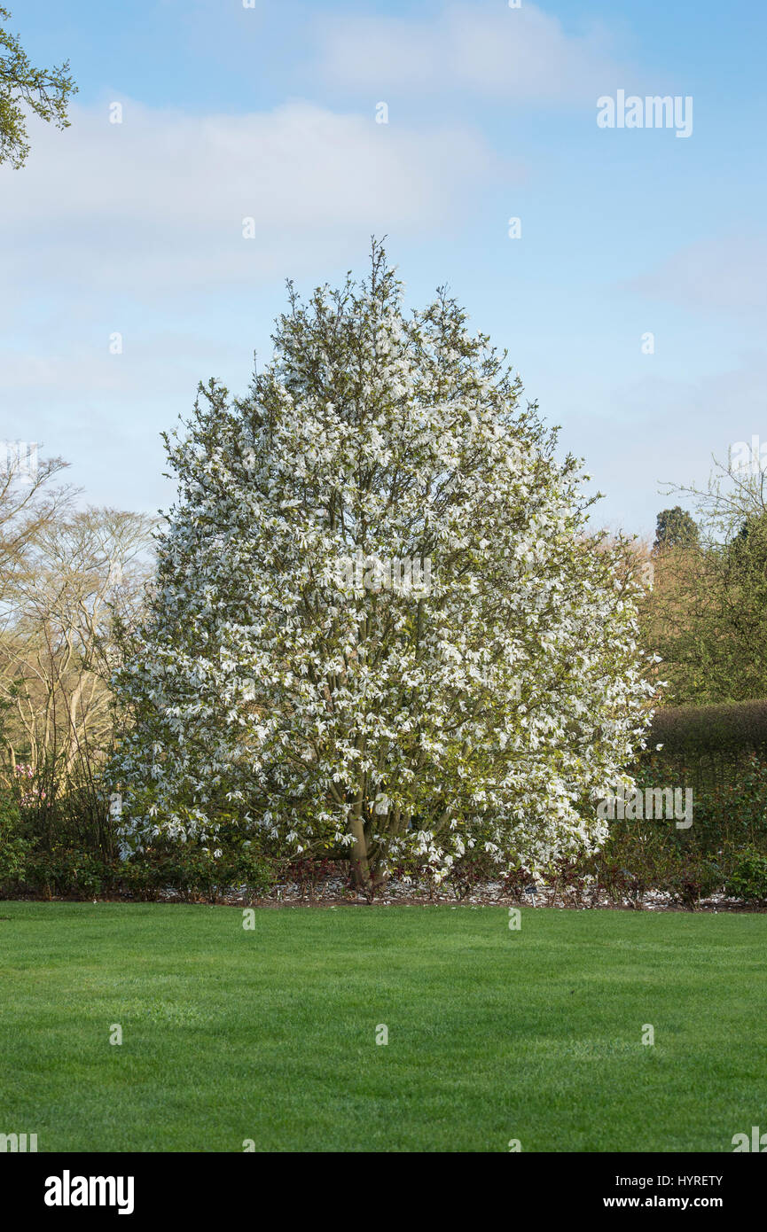 Magnolia salicifolia 'Wada memoria dell'. Willow-lasciato magnolia 'Wada memoria dell' albero in fiore lungo un percorso ad RHS Wisley Gardens, Surrey, Inghilterra Foto Stock