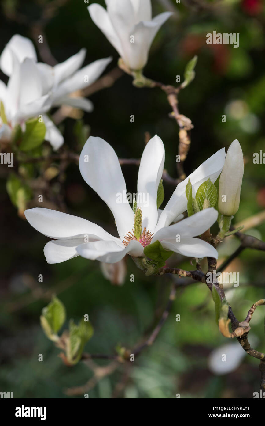 × Magnolia soulangeana 'Alba Superba' fiore in primavera Foto Stock