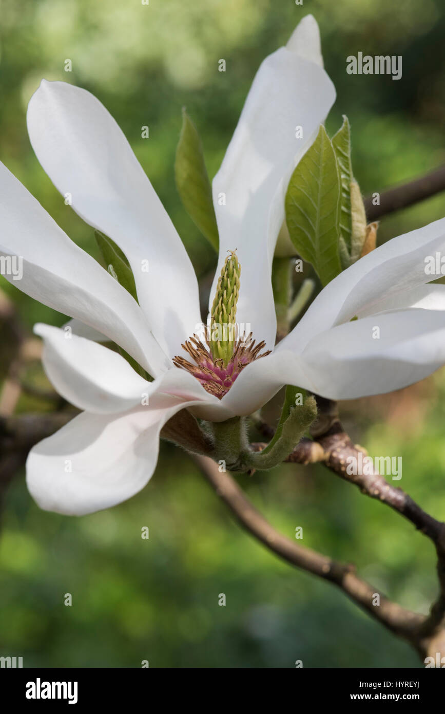 × Magnolia soulangeana 'Alba Superba' fiore in primavera Foto Stock