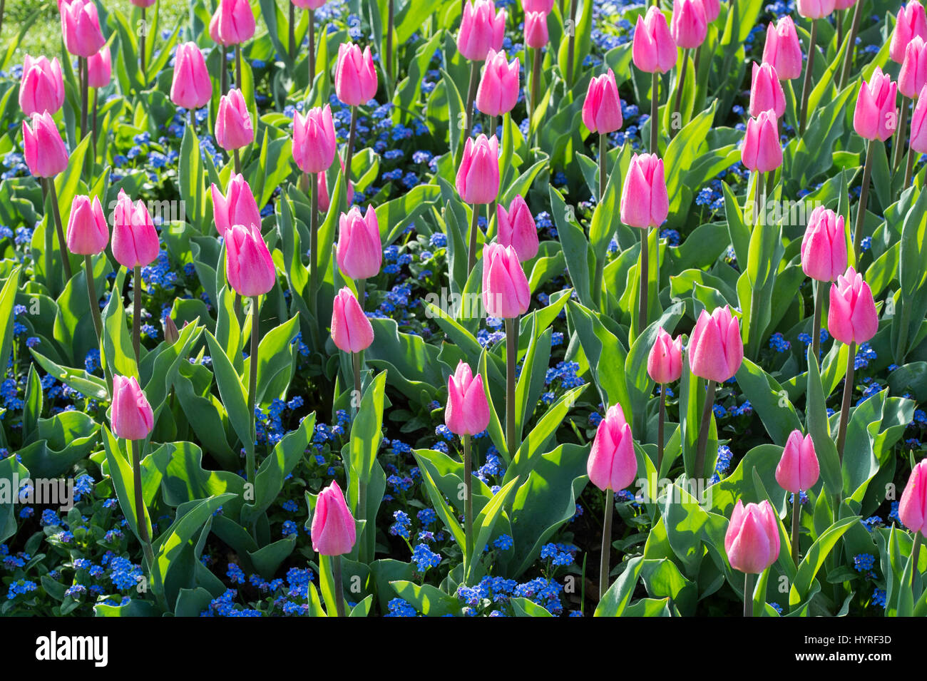 Tulipa. Tulip "sogno di natale' Fiore border in presenza di luce solare. Regno Unito. Unico inizio tulip fiori in mostra Foto Stock