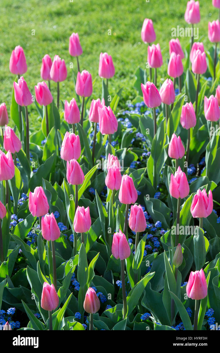 Tulipa. Tulip "sogno di natale' Fiore border in presenza di luce solare. Regno Unito. Unico inizio tulip fiori in mostra Foto Stock
