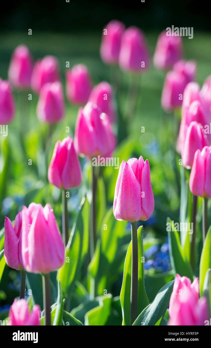 Tulipa. Tulip "sogno di natale' Fiore border in presenza di luce solare. Regno Unito. Unico inizio tulip fiori in mostra Foto Stock