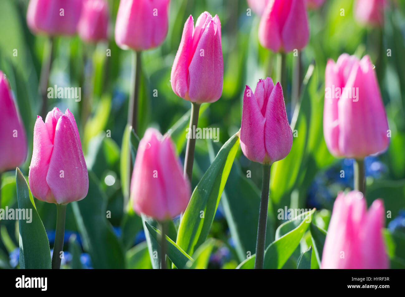 Tulipa. Tulip "sogno di natale' Fiore border in presenza di luce solare. Regno Unito. Unico inizio tulip fiori in mostra Foto Stock