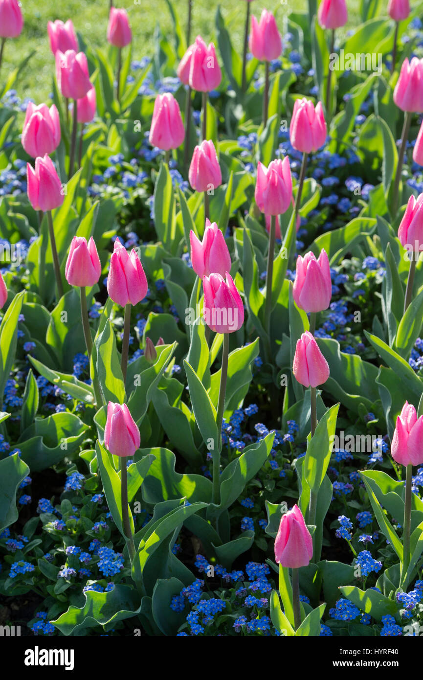 Tulipa. Tulip "sogno di natale' Fiore border in presenza di luce solare. Regno Unito. Unico inizio tulip fiori in mostra Foto Stock