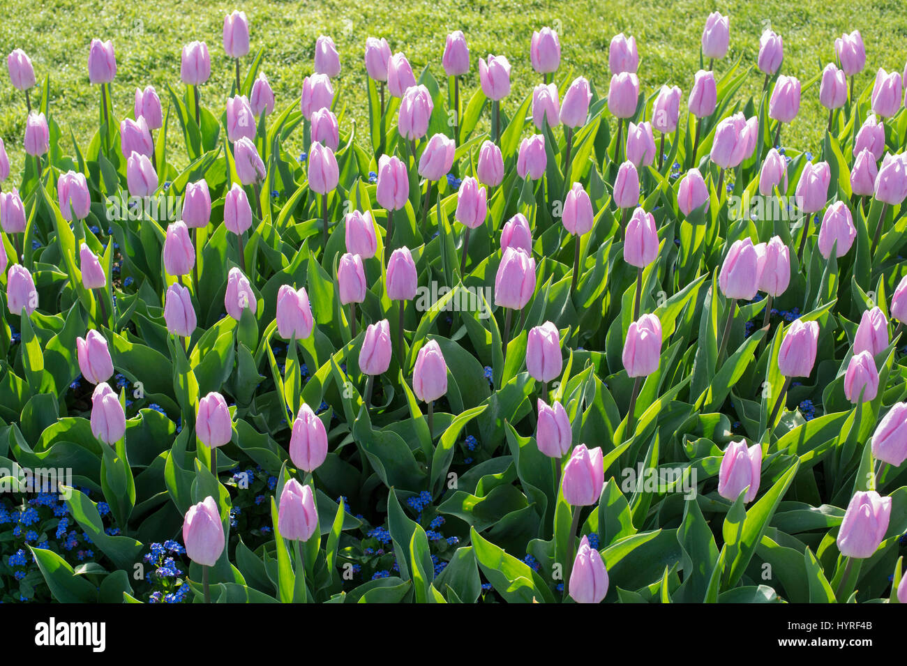Tulipa. Tulip "candy principe' Fiore border in presenza di luce solare. Regno Unito. Unico inizio tulip fiori in mostra Foto Stock