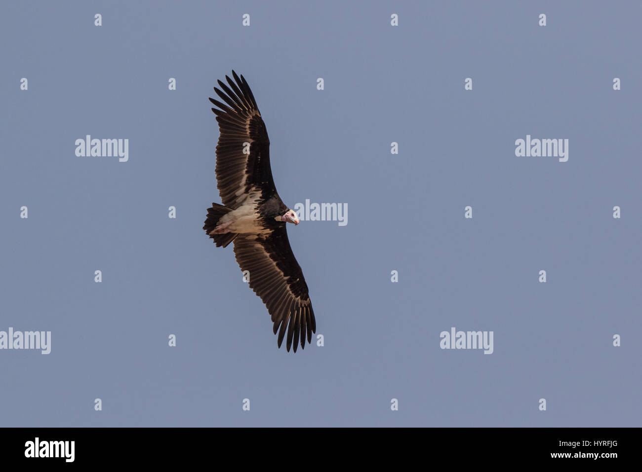 Avvoltoio a testa bianca, Trigonoceps occipitalis, Gambia, Africa occidentale Foto Stock