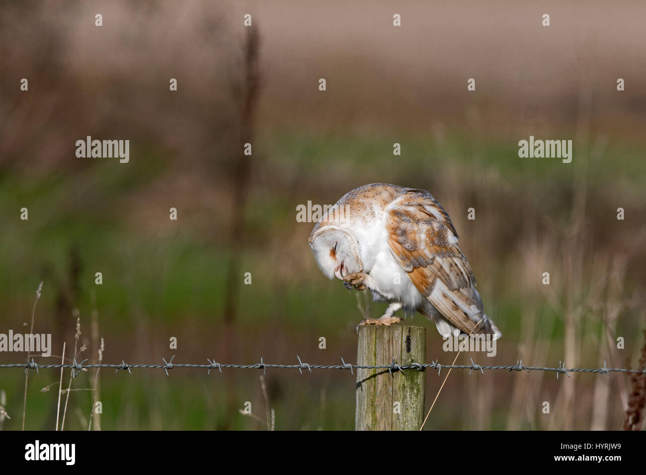 Barbagianni Tyto alba preening North Norfolk Febbraio Foto Stock