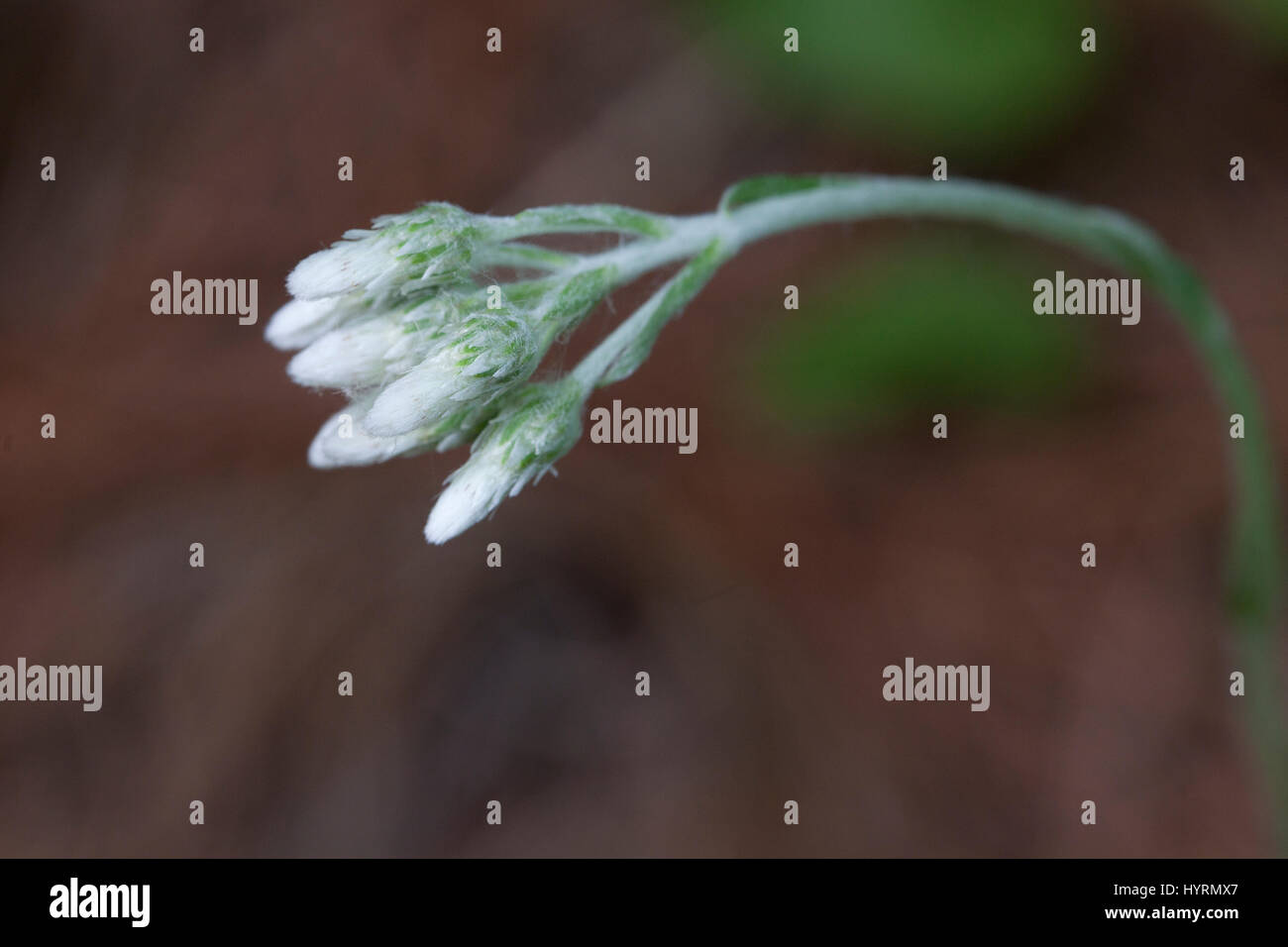 Bianco fiori selvatici gemme fioritura durante la stagione primaverile Foto Stock
