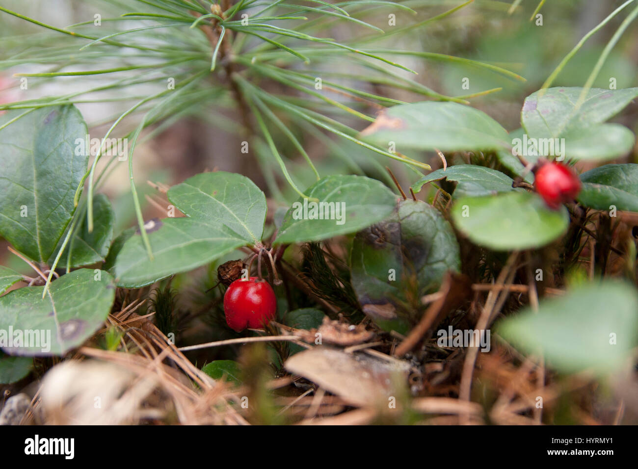 Wild American wintergreen. Teaberry orientale. Checcurberry. Boxberry. Gaultheria procumbens. Foto Stock