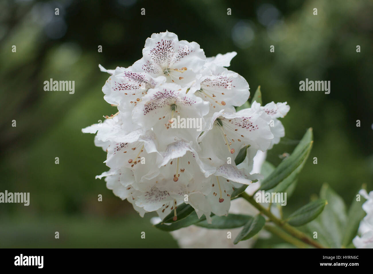 Rhododendron aberconwayi a Clyne giardini, Swansea, Wales, Regno Unito. Foto Stock