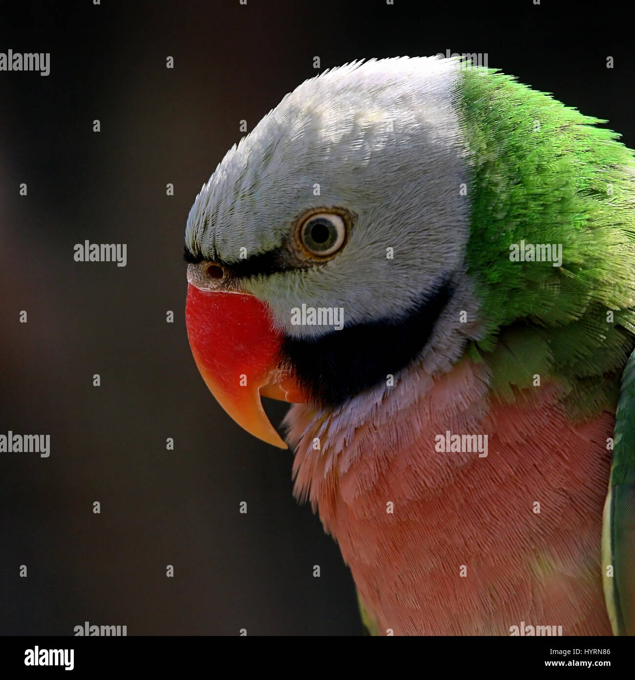 Voce maschile del Sudest Asiatico petto rosso o nastrare parrocchetto (Psittacula alexandri), a.k.a. Barbuto, Moustached o petto di Rose parrocchetto, Foto Stock