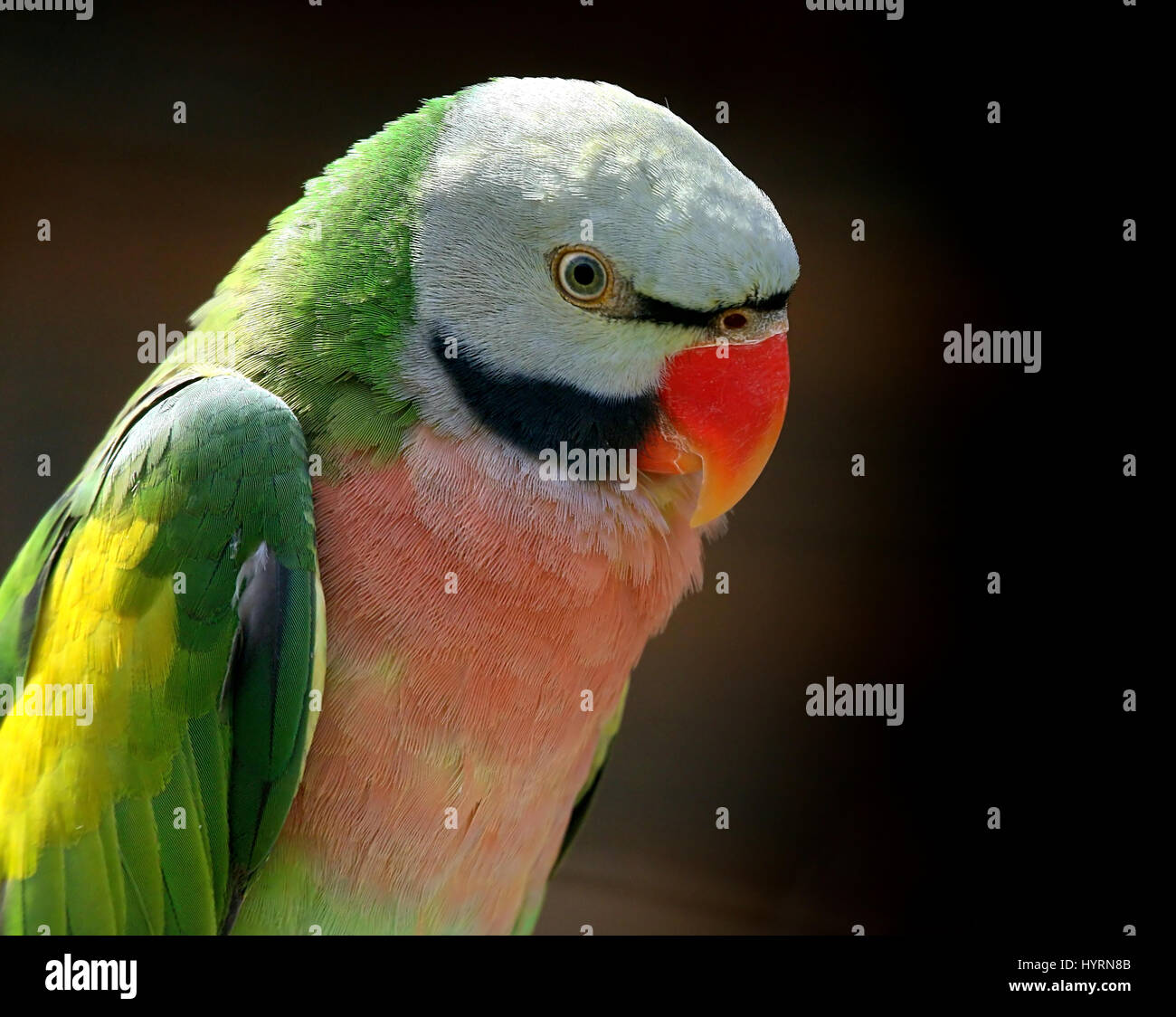 Voce maschile del Sudest Asiatico petto rosso o nastrare parrocchetto (Psittacula alexandri), a.k.a. Barbuto, Moustached o petto di Rose parrocchetto, Foto Stock