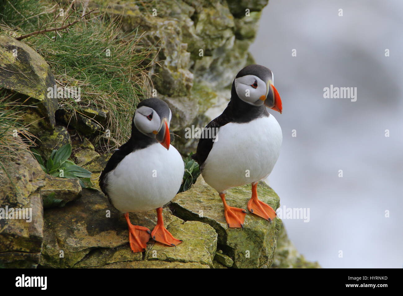 Coppia di pulcinelle di mare,Fratercula arctica, sulle scogliere a RSPB Bempton; Regno Unito Foto Stock