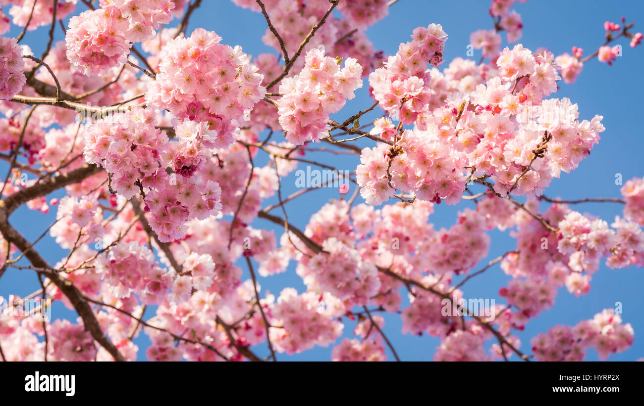 Fiori di ciliegio che limano il cielo con petali rosa contro un Sfondo blu nello stato di Washington occidentale Foto Stock