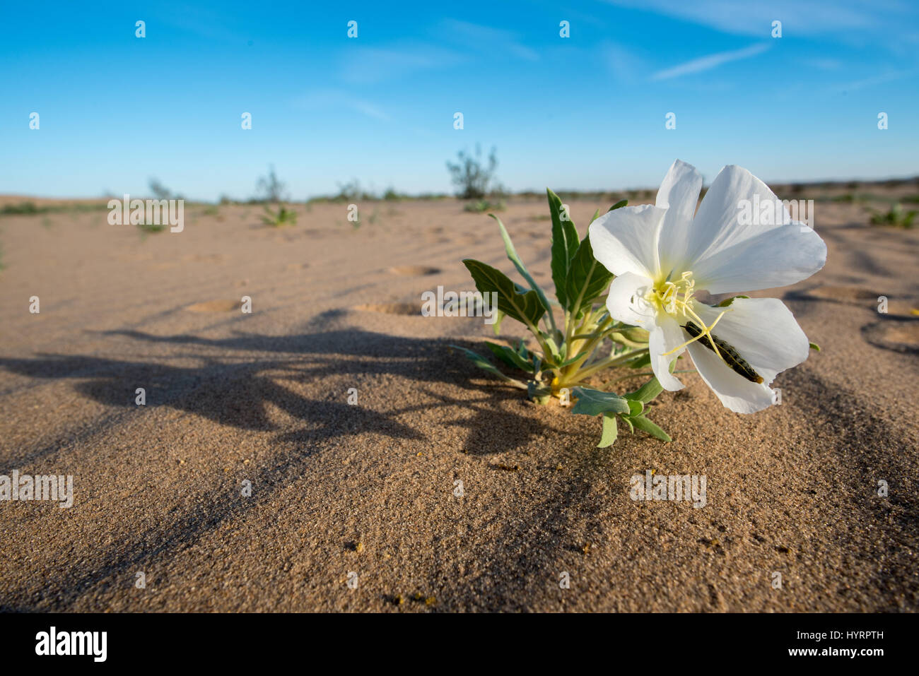 Dune Evening Primerose (oenothera deltoides), e bianco-rigato Sphinx Tarma (Hyles lineata), Caterpillar. Nord Algodones Dunes deserto, California Foto Stock
