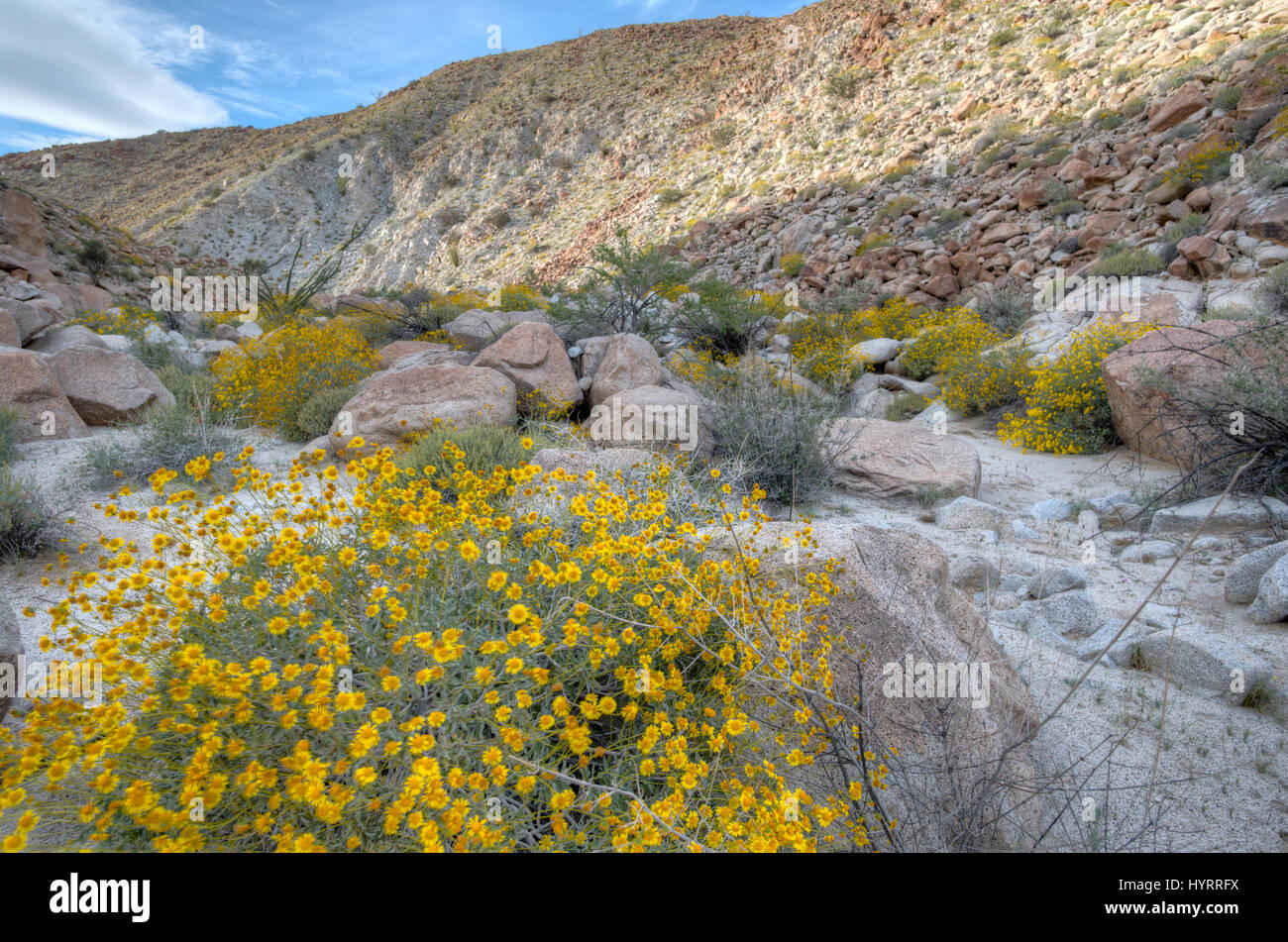 Brittlebush, (Encelia farinosa), Indiano Gorge, Anza-borrego Desert State Park, California, Stati Uniti d'America. Foto Stock