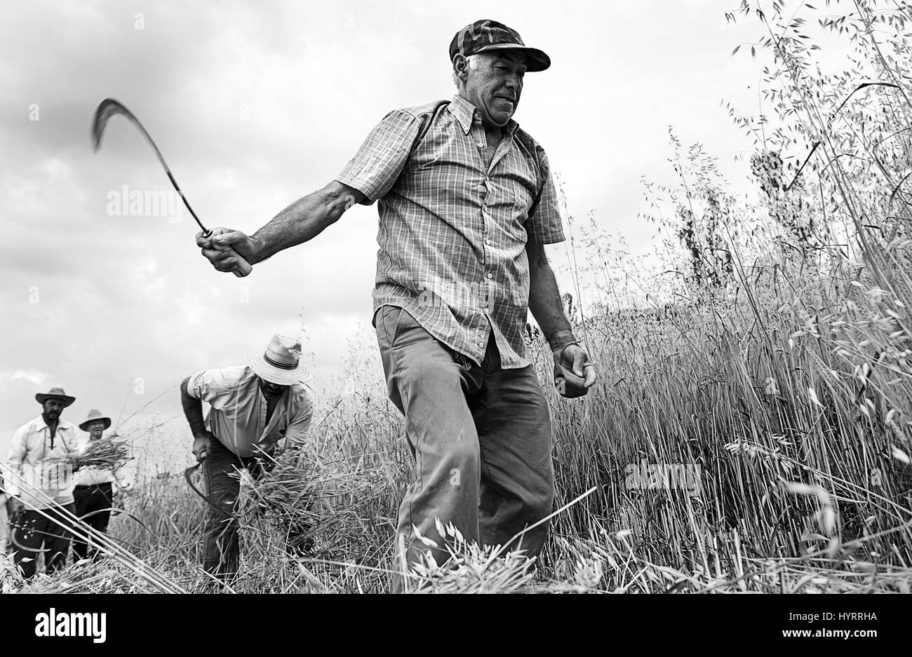 Gruppo di lavoro degli agricoltori, il dettaglio di un manuale di lavoratori nel campo, il raccolto di cereali Foto Stock