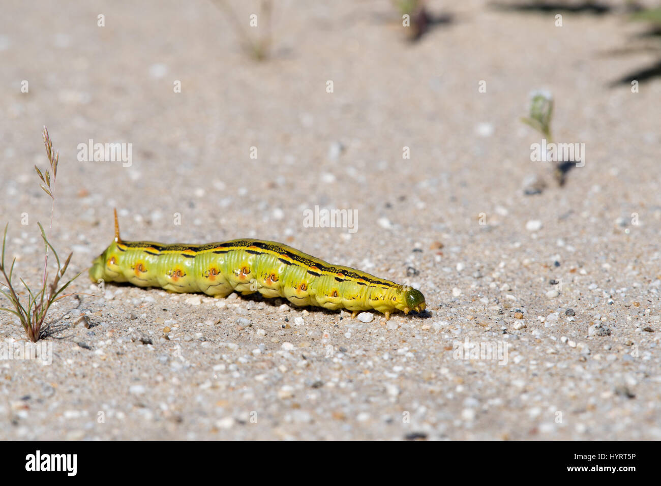 Bianco-rivestita Sphinx Tarma (Hyles lineata), Caterpillar. Anza-borrego Desert State Park, California, Stati Uniti d'America. Foto Stock
