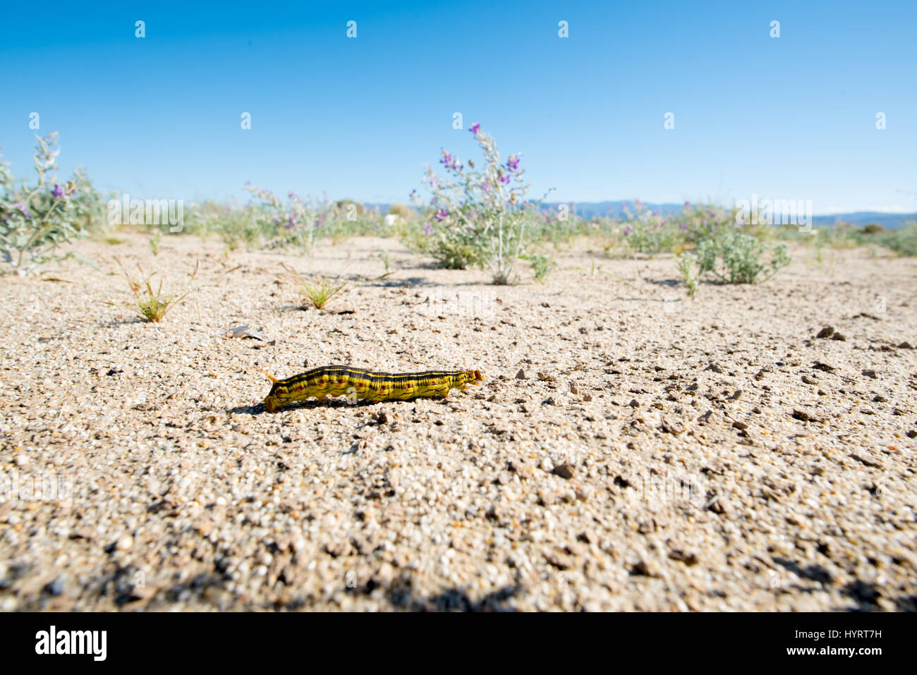 Bianco-rivestita Sphinx Tarma (Hyles lineata), Caterpillar. Anza-borrego Desert State Park, California, Stati Uniti d'America. Foto Stock