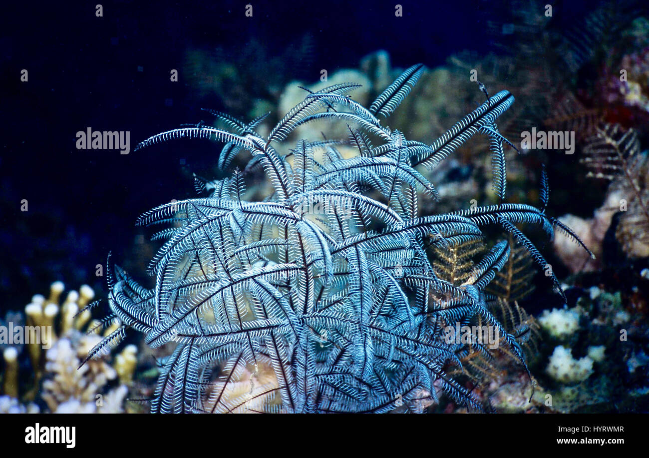 La piuma hydroid (Macrorhynchia phillippina) può sembrare una pianta - ma è in realtà un animale della stessa famiglia come anemoni, coralli e meduse. Foto Stock