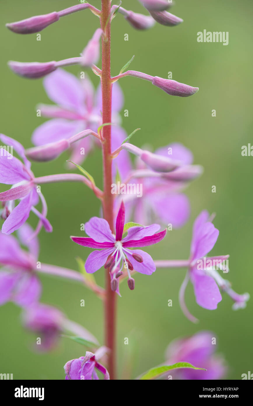 Rosebay Willowherb: Epilobium angustifolium. Devon, Regno Unito. Foto Stock