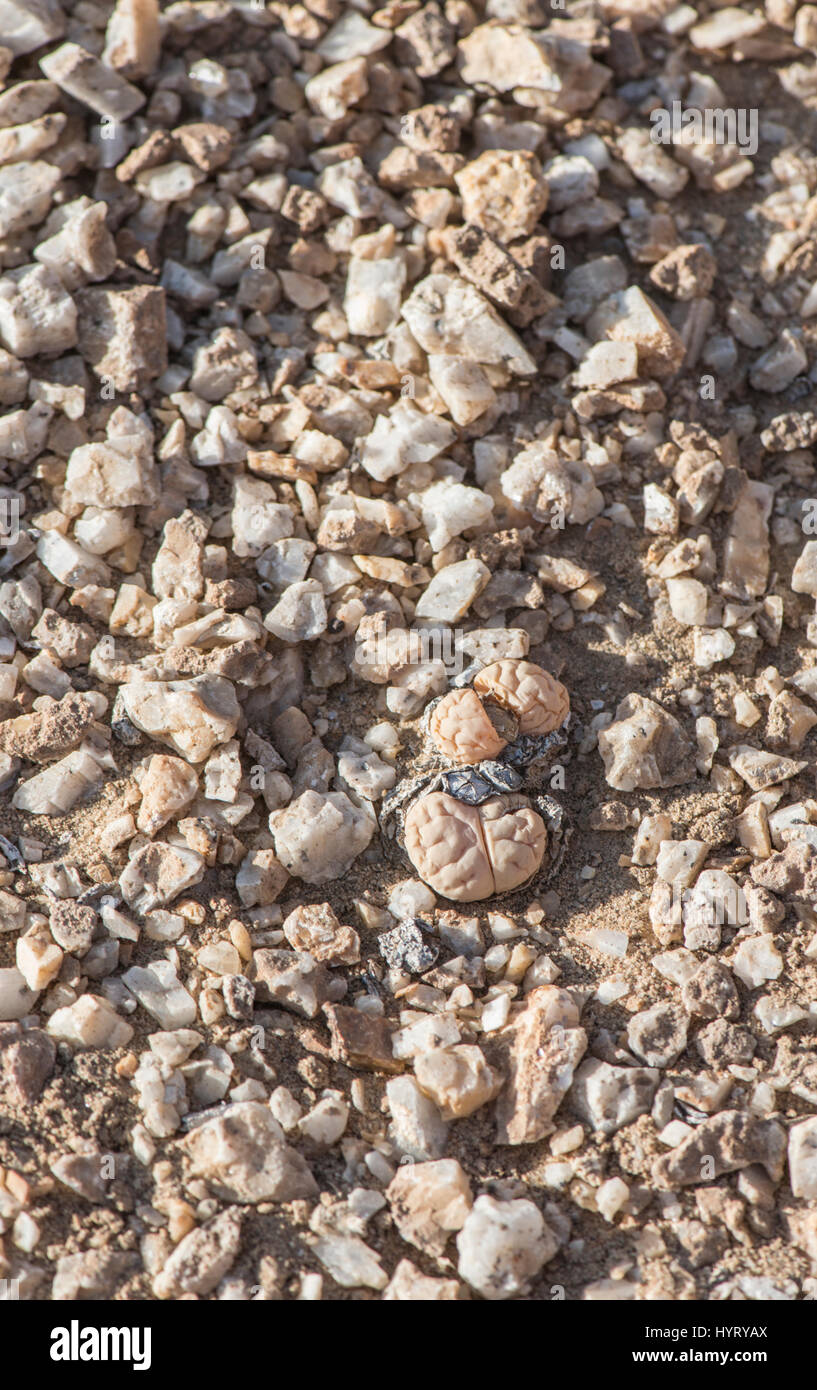 Impianto di pietra: Lithops sp. Namib Desert, Namibia Foto Stock