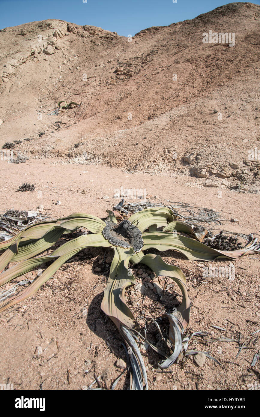 Welwitschia mirabilis, Namib Desert, Namibia Foto Stock