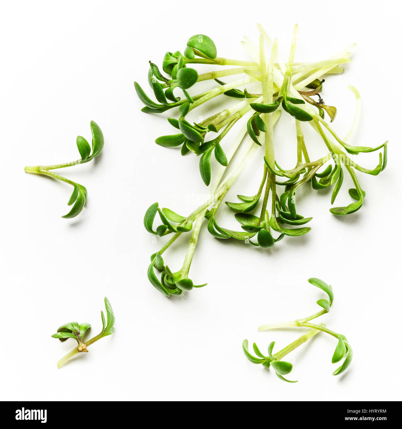 Fresco e verde insalata di crescione su sfondo bianco, vista dall'alto, laici piatta Foto Stock
