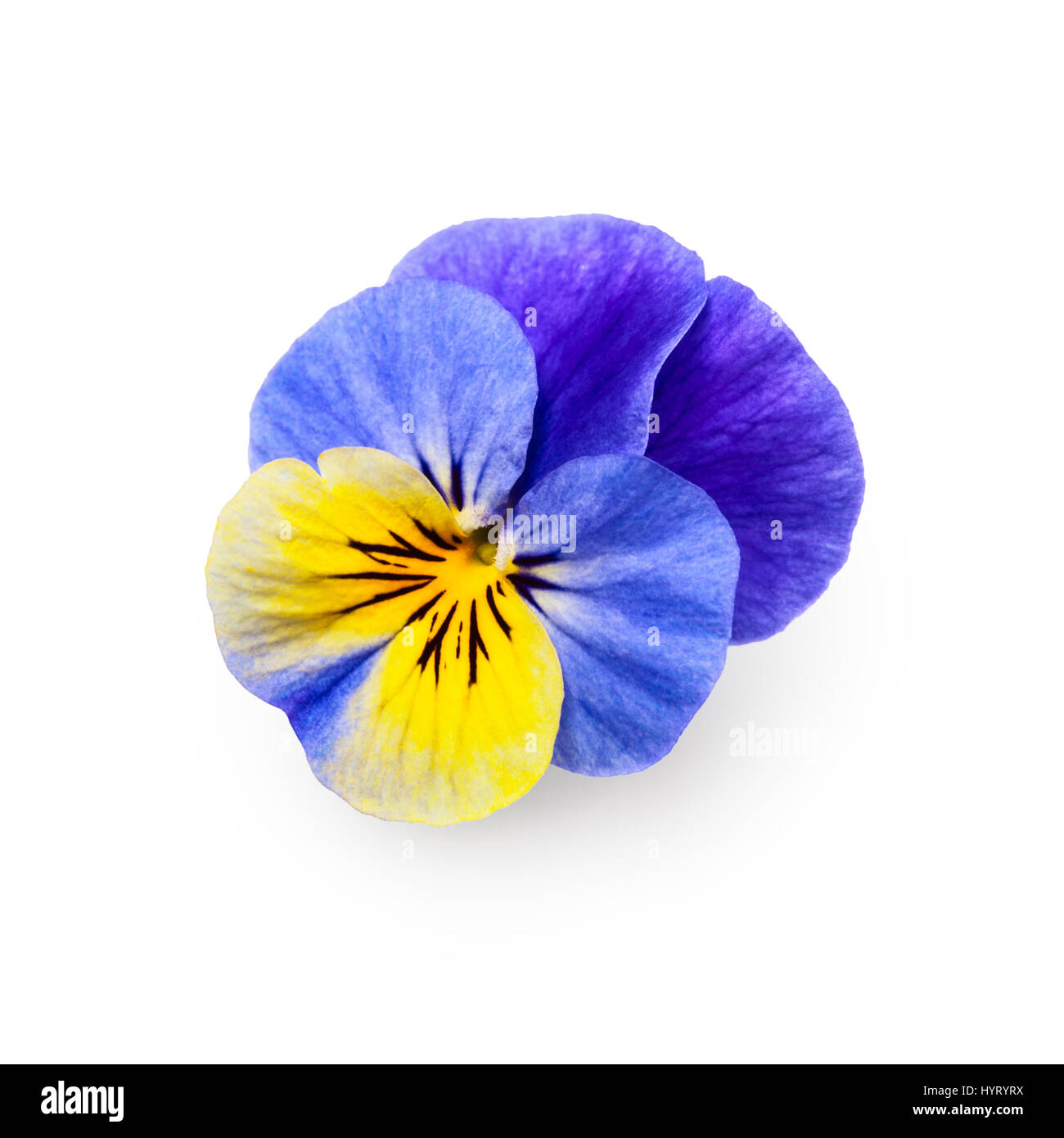 Pansy viola tricolore fiore isolato su sfondo bianco percorso di clipping incluso, vista dall'alto Foto Stock