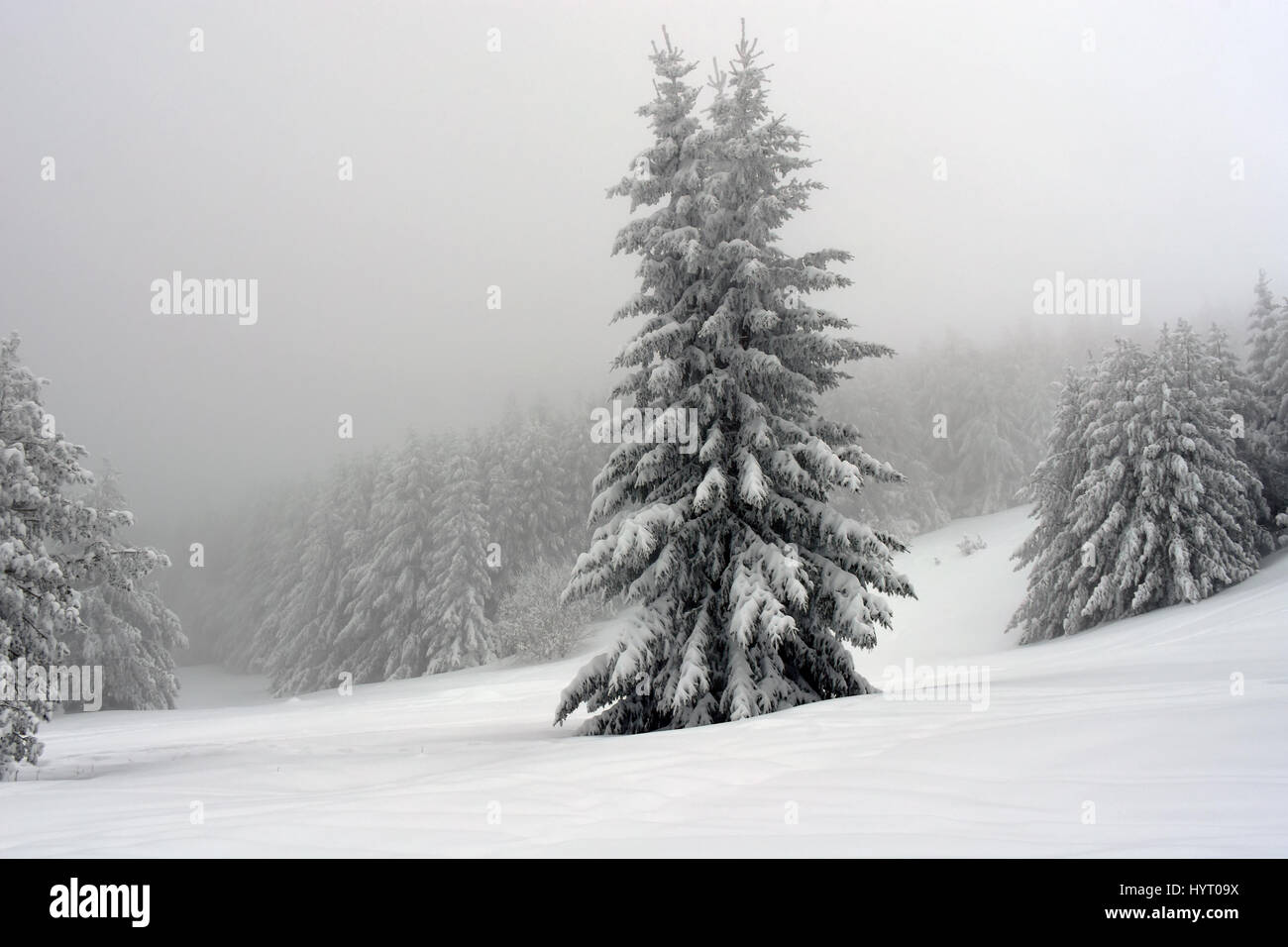 Fredda giornata invernale in montagna. Abeti ricoperti di neve spessa. La foresta sullo sfondo nascosto nella nebbia. Tutti in bianco e nero. Foto Stock