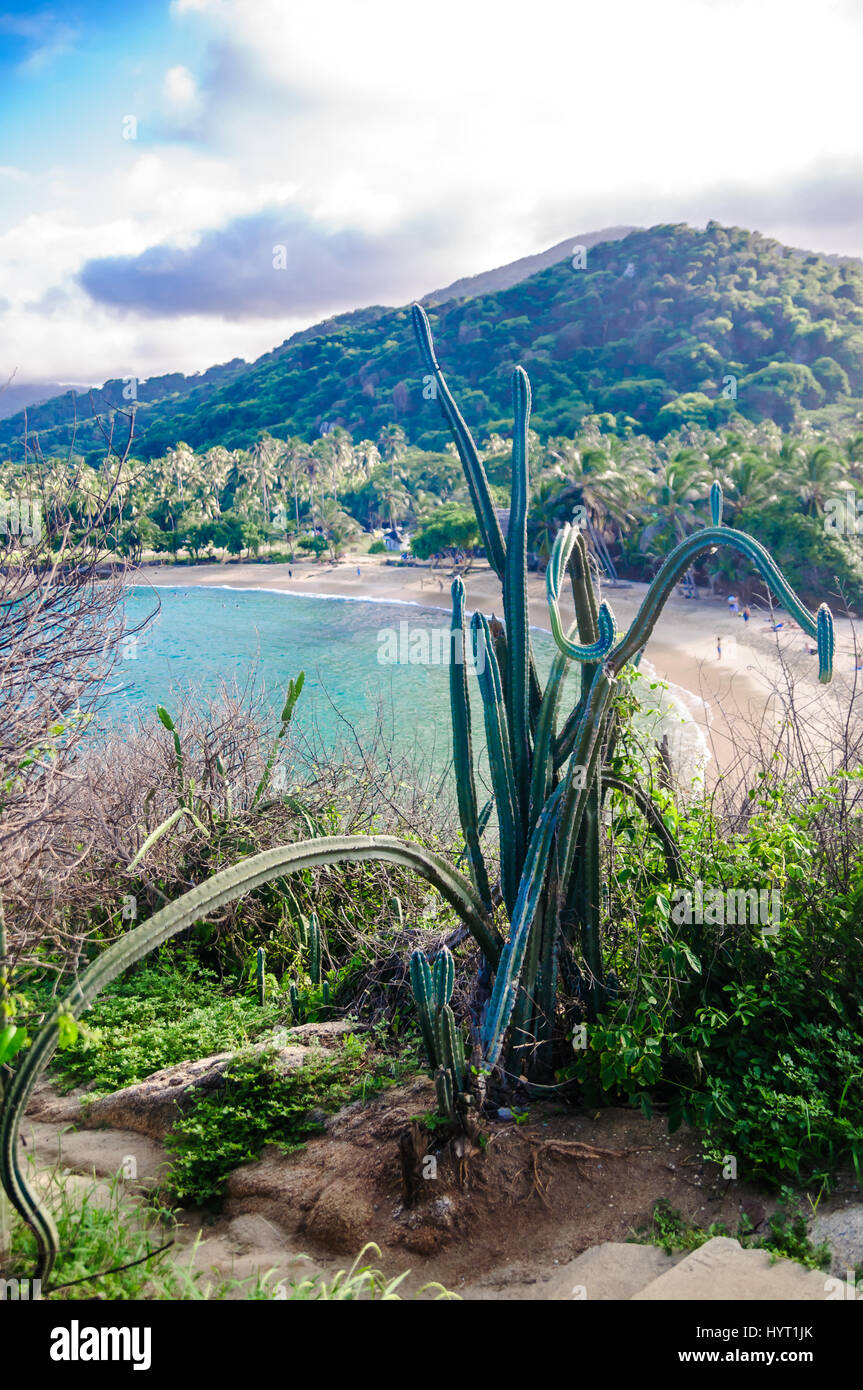 Vista su cactus nel Parco Nazionale Tayrona in Colombia Foto Stock
