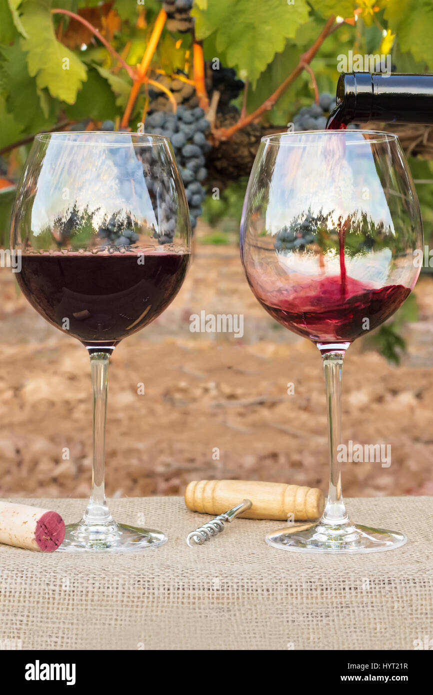 Foto di vino rosso versato in bicchieri da bottiglia a sfocare lo sfondo di  una vigna a destra prima del raccolto, con rami di uva. Con il sughero Foto  stock - Alamy