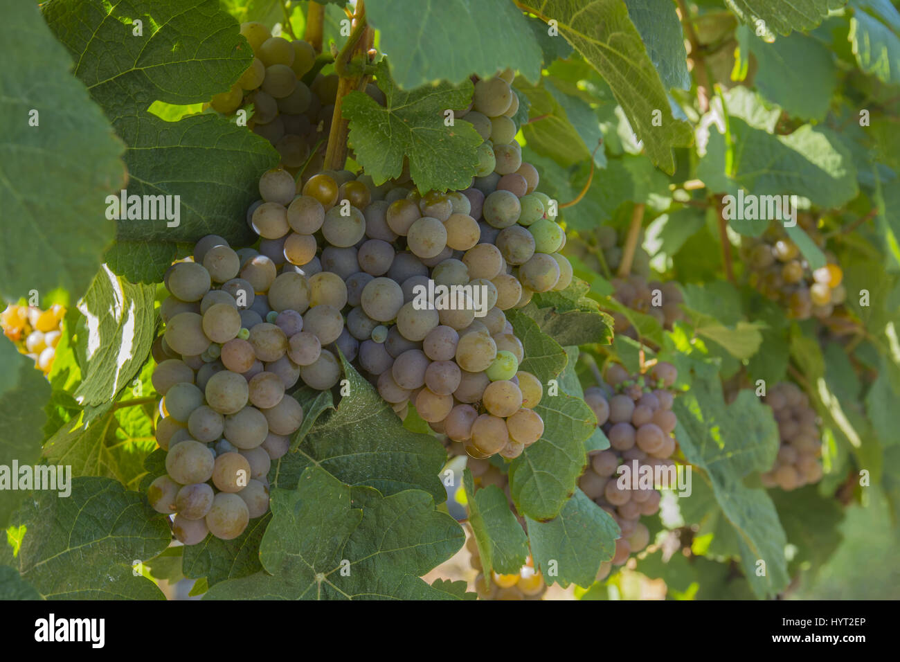 Stagionati Gewurztraminer uve in vigna Okanagan della Columbia britannica in Canada nei pressi di Kelowna Foto Stock