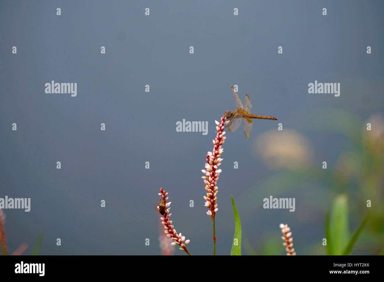 Libellula, in Mumbai Foto Stock