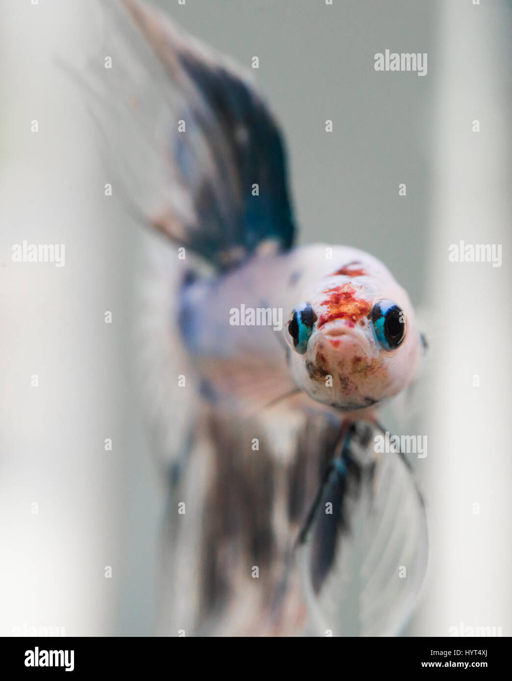 Betta splendens pesci maschi faccia Foto Stock