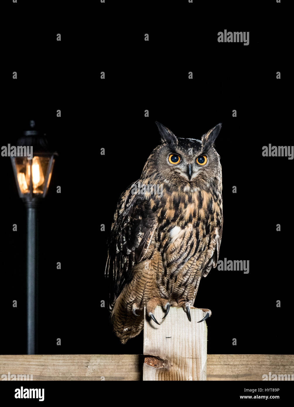 Gufo reale Il Gufo (Bubo bubo) appollaiate su una staccionata di legno vicino a una strada luce Foto Stock
