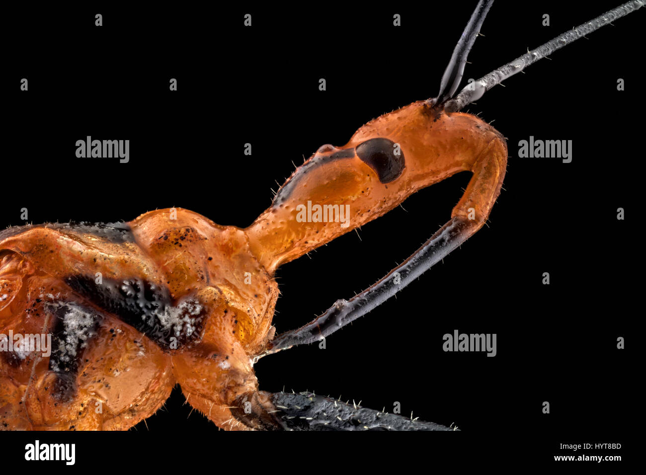 Macro estreme di un Assassino Milkweed bug (Zelus annulosus). Il Milkweed Assassin è considerato per il suo potenziale come agente di biocontrollo in pe integrata Foto Stock