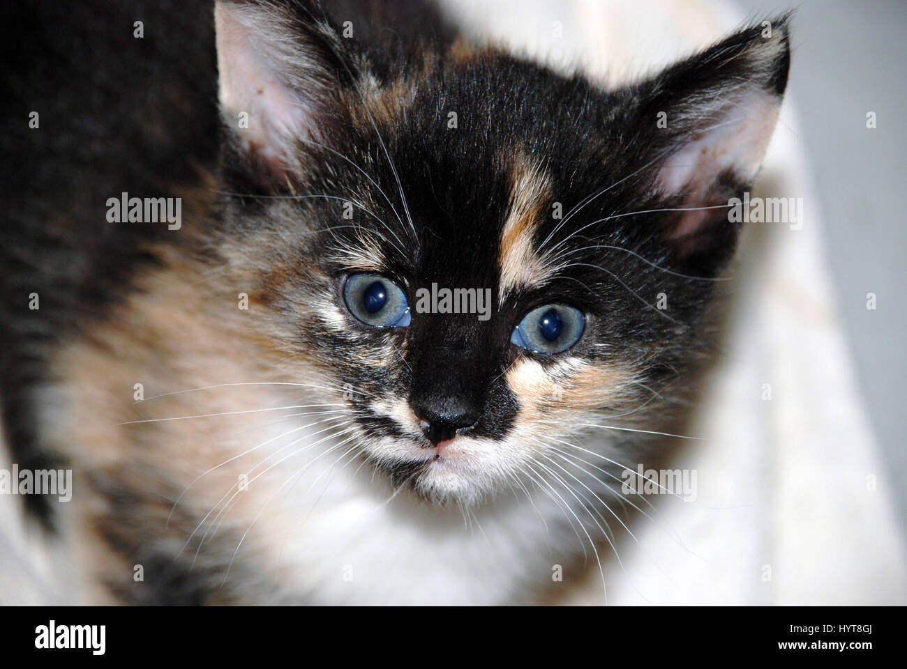 Bright Eyed gattino Foto Stock