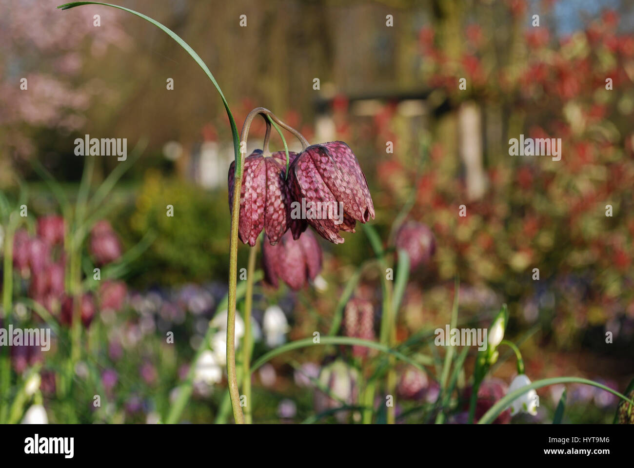 Snake in testa (Fritillaria meleagris) fiori a scacchi sono specie eurasiatica piante in la famiglia Giglio. Foto Stock