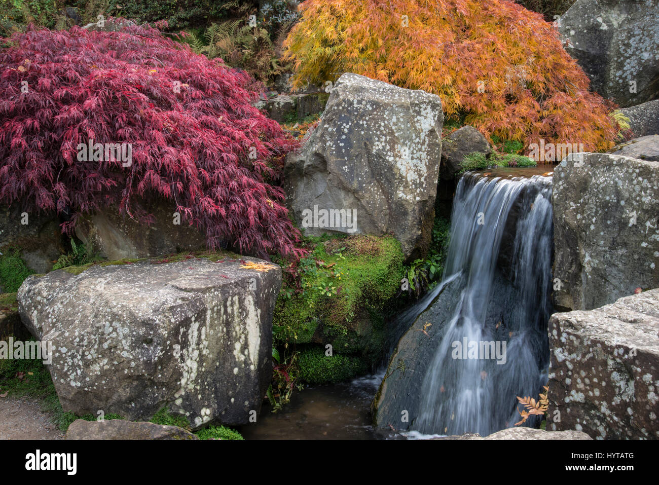 I colori autunnali, con Acero (Acer sp.). Giardino botanico, Surrey, Regno Unito Foto Stock