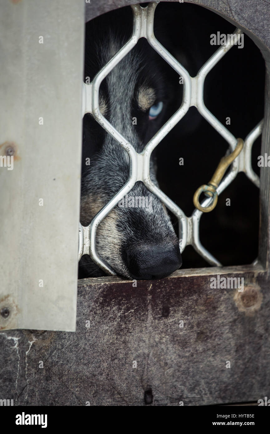 Lunga distanza siberian sled dog in gabbia in attesa di una gara in Norvegia Foto Stock