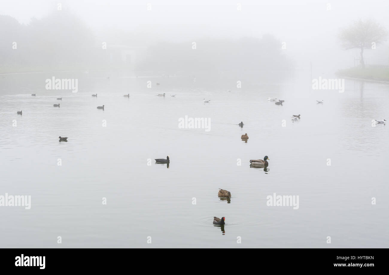Uccelli e anatre sulle sponde di un lago in primavera molto nebbioso condizioni. Foto Stock