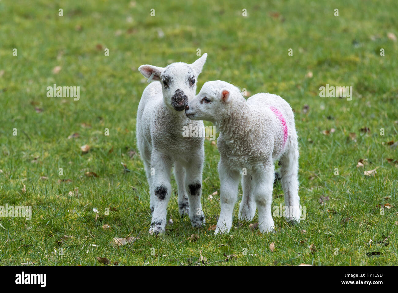 2 twin agnelli in piedi vicino insieme in una fattoria campo in primavera. Uno è nuzzling delicatamente il suo amico, uno è a fissare la fotocamera. Inghilterra, GB, UK. Foto Stock