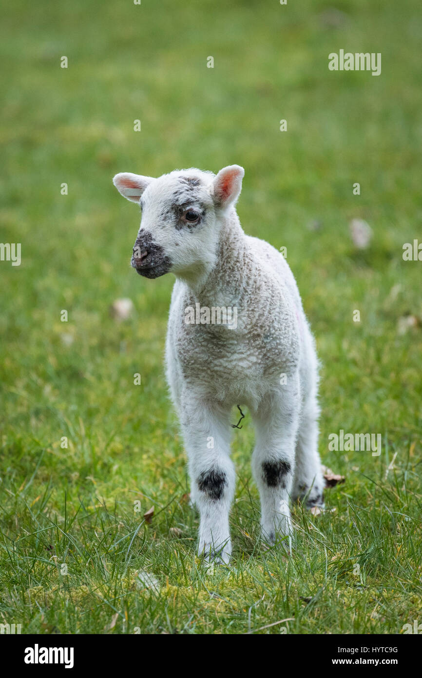 Singolo, minuscolo, carino agnello Swaledale in piedi da solo su erba campo fattoria in primavera stagione di agnello (vista frontale primo piano) - Yorkshire, Inghilterra, GB, UK. Foto Stock