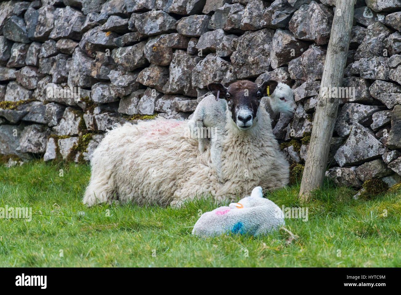 Madre pecore (pecora) & twin agnelli sdraiati contro il muro di pietra, rifugiandosi in una fattoria campo in primavera. Un agnello è arrampicata sulla sua schiena. Inghilterra, GB, UK. Foto Stock