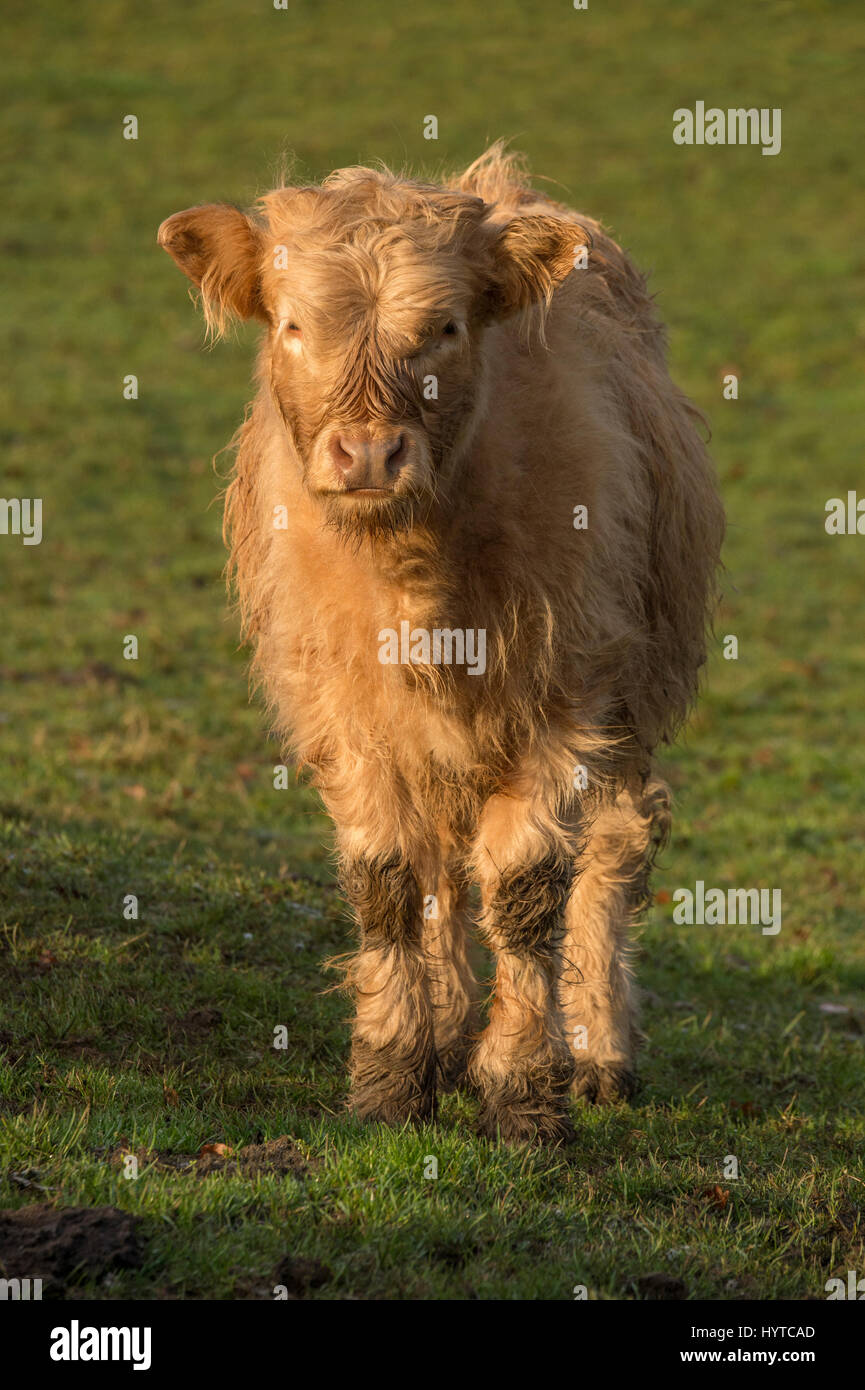 Highland bovini in una farm field - 1 curioso, grazioso, shaggy, bianco highland di vitello, sta fissando la telecamera, le sue corna non visibile. Inghilterra, GB, UK. Foto Stock