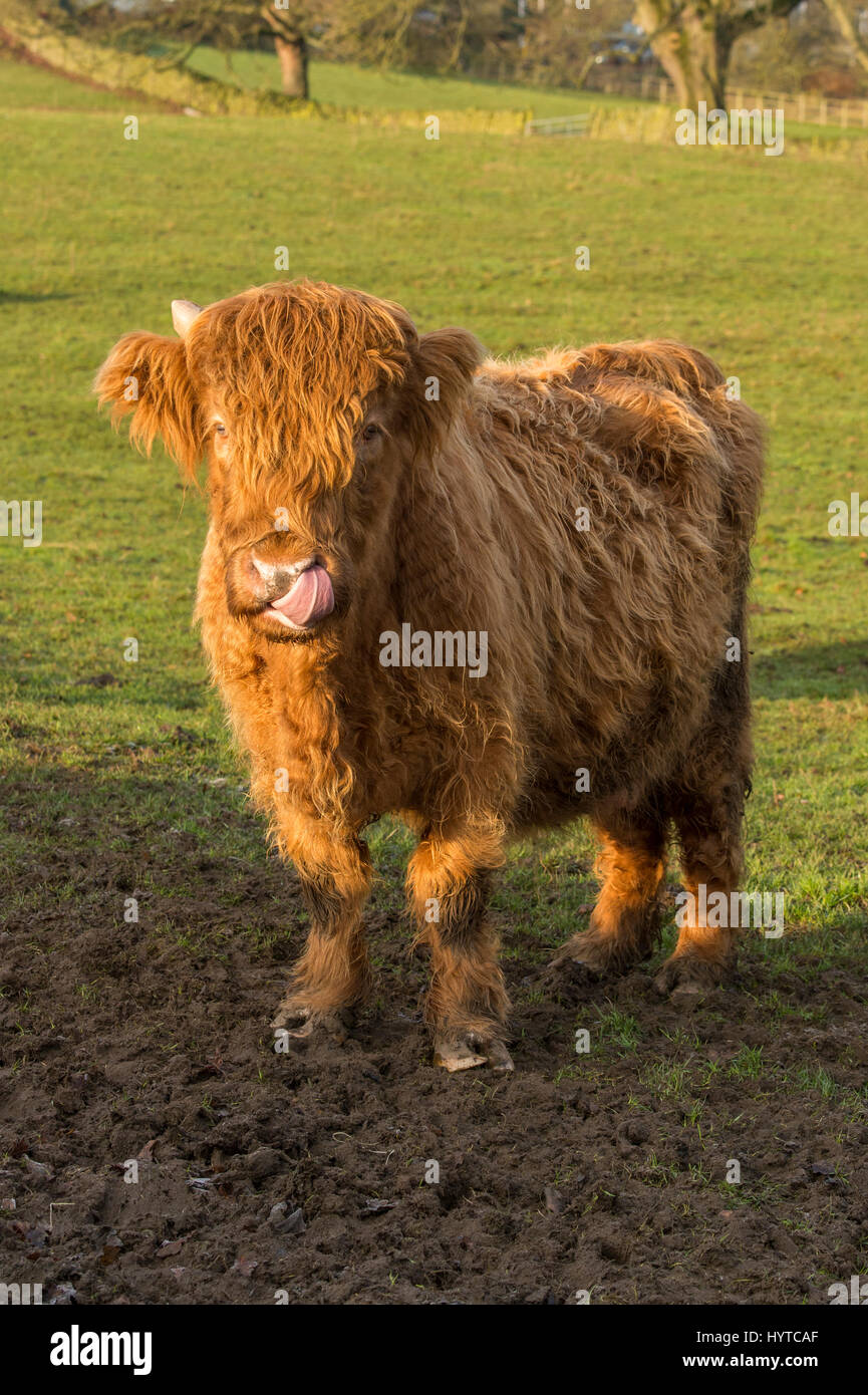 Highland bovini in una farm field - 1 curioso, grazioso, shaggy, rosso di vitello, sta fissando la telecamera, linguetta rosa leccare le sue labbra. Inghilterra, GB, UK. Foto Stock