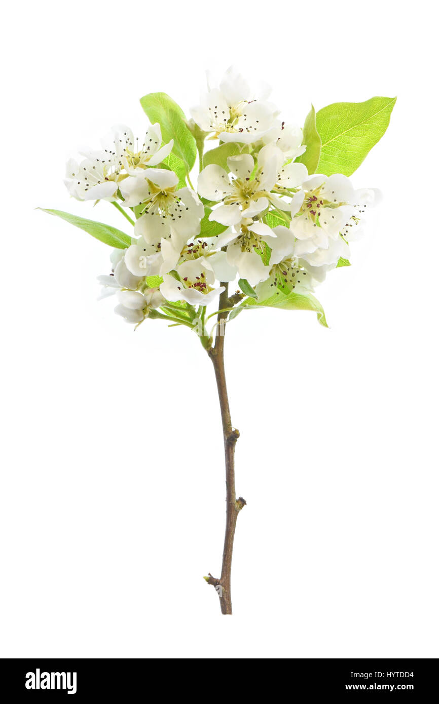 Alta-key, close-up immagine della bella conferenza di primavera Pear Tree fiore bianco fiori, prese contro uno sfondo bianco. Foto Stock