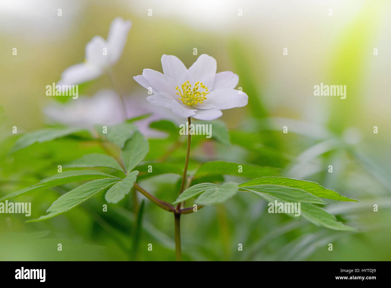 Close-up del delicato a fioritura primaverile di Anemone legno fiore bianco conosciuto anche come Anemone nemorosa ,. Foto Stock